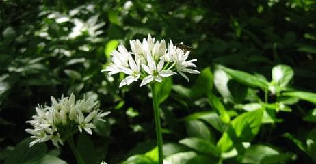 Ramslökblomma i närbild